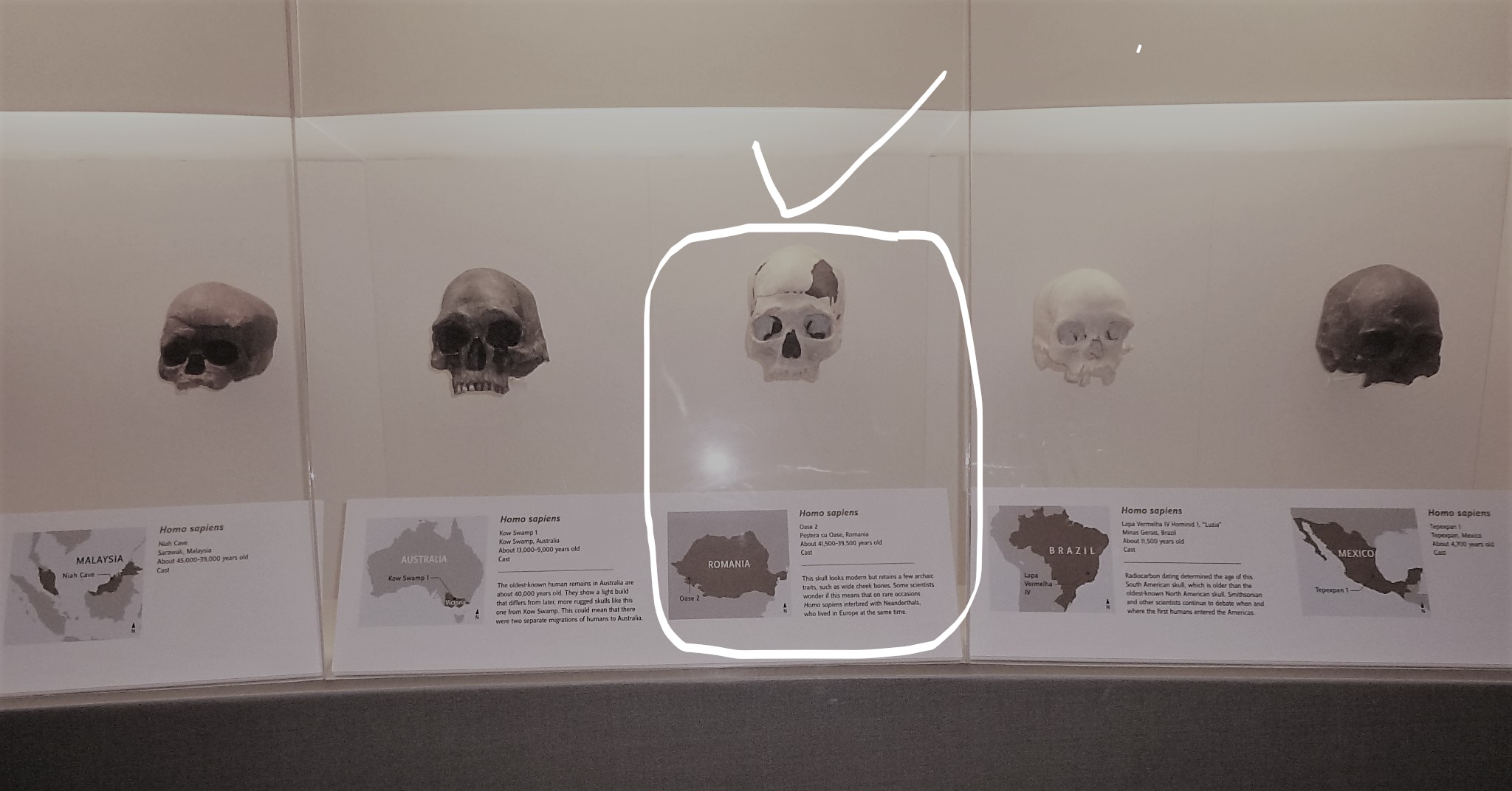 Cea mai veche urmă de civilizație HOMO SAPIENS din Europa se află în România!